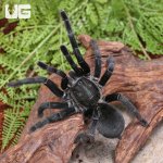 ug_Big_Black_Earth_Tiger_Tarantula_1.jpg
