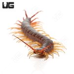 ug_Yellow_Leg_Centipede_1.jpg
