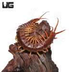 ug_Yellow_Leg_Centipede_2.jpg