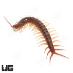 ug_Yellow_Leg_Centipede_3.jpg