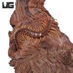 ug_Yellow_Leg_Centipede_4.jpg