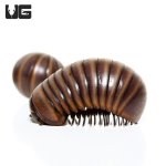 ug_giant_gun_metal_pill_millipede_3.jpg