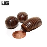 ug_giant_gun_metal_pill_millipede_2.jpg