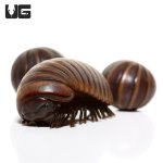 ug_giant_gun_metal_pill_millipede_1.jpg