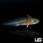 ug_copper_axolotl_4.jpg