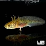 ug_copper_axolotl_3.jpg