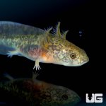 ug_copper_axolotl_1.jpg