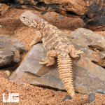 ug_baby_uromastyx_3.jpg