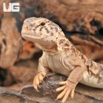 ug_baby_uromastyx_1.jpg