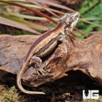 ug_Juvenile_Red_Stripe_Gargoyle_Gecko_4.jpg