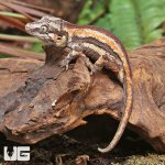 ug_Juvenile_Red_Stripe_Gargoyle_Gecko_3.jpg