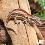 ug_Juvenile_Red_Stripe_Gargoyle_Gecko_2.jpg