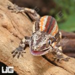 ug_Juvenile_Red_Stripe_Gargoyle_Gecko_1.jpg