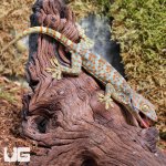 ug_Tokay_Gecko_5.jpg