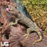 ug_Tokay_Gecko_3.jpg