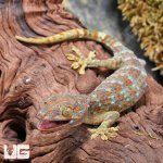 ug_Tokay_Gecko_4.jpg