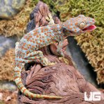 ug_Tokay_Gecko_2.jpg