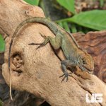 ug_Crested_Anole_4.jpg