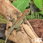 ug_Crested_Anole_3.jpg