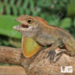 ug_Crested_Anole_1.jpg
