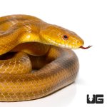 ug_adult_yellow_ratsnake_1.jpg