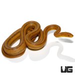 ug_adult_yellow_ratsnake_2.jpg