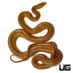 ug_adult_yellow_ratsnake_3.jpg