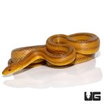 ug_adult_yellow_ratsnake_4.jpg