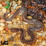 ug_Baby_Javan_Elephant_Trunk_Snake_3.jpg