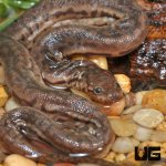 ug_Baby_Javan_Elephant_Trunk_Snake_2.jpg