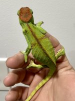 IMG_8315.jpeg IMG_8315.jpeg