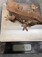 IMG_2582.jpeg