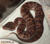 female R.jpg