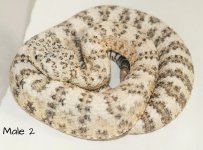 M2.JPG