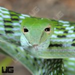 UG_Asian_Vine_Snake_4.jpg