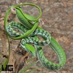 UG_Asian_Vine_Snake_3.jpg