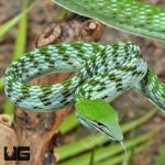 UG_Asian_Vine_Snake_2.jpg