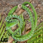 UG_Asian_Vine_Snake_1.jpg