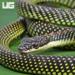 ug_Paradise_Flying_Snake_4.jpg