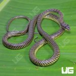 ug_Paradise_Flying_Snake_3.jpg