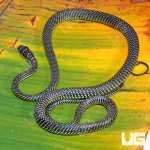 ug_Paradise_Flying_Snake_2.jpg