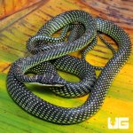 ug_Paradise_Flying_Snake_1.jpg