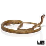 ug_blunt_headed_slug_snake_3.jpg