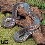 ug_Sunbeam_Snake_1.jpg