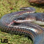 ug_Sunbeam_Snake_2.jpg