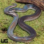ug_Sunbeam_Snake_3.jpg