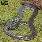 ug_Sunbeam_Snake_4.jpg