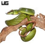ug_malaysian_retail_green_racer_4.jpg