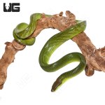 ug_malaysian_retail_green_racer_3.jpg