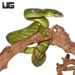 ug_malaysian_retail_green_racer_2.jpg